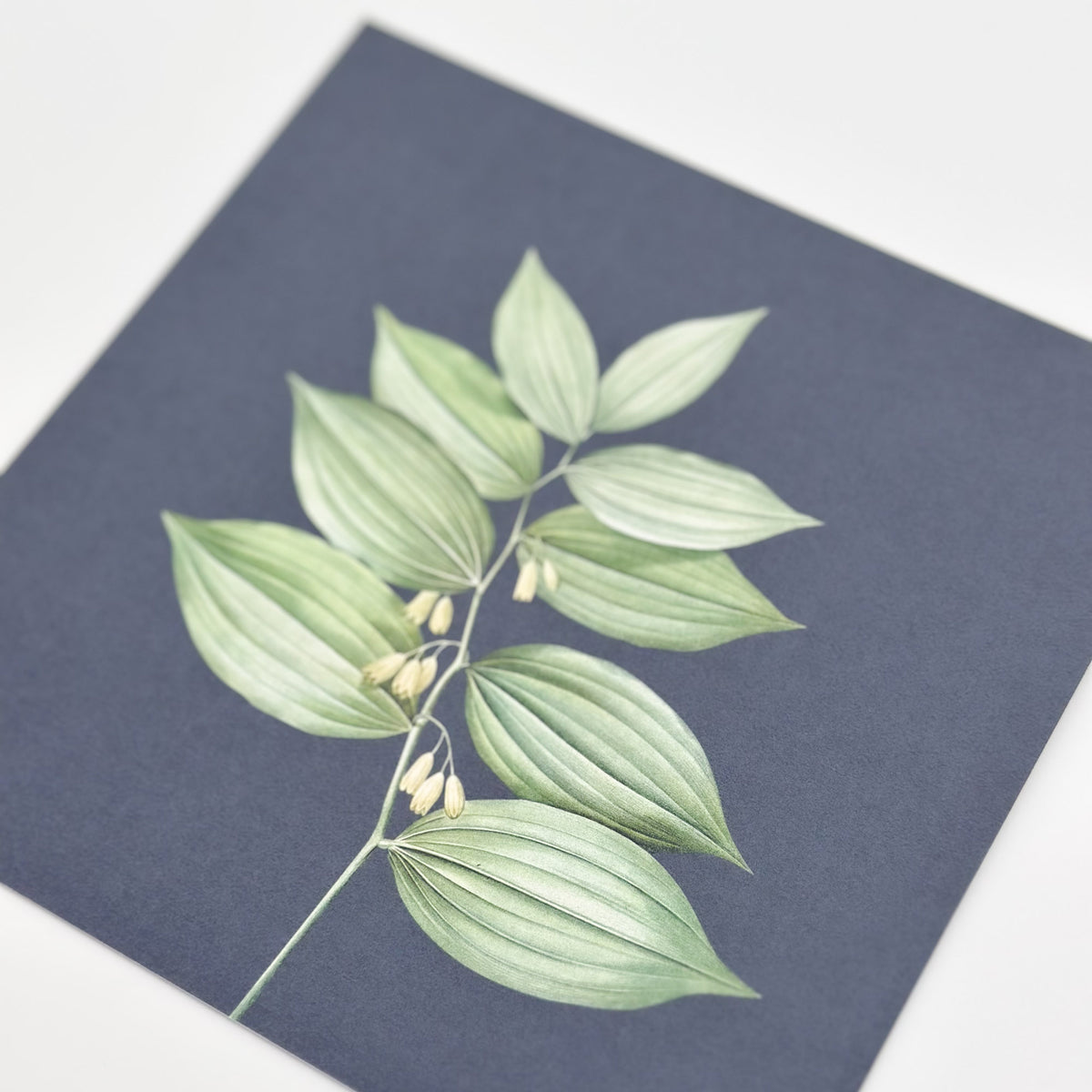 Botanical Midnight Rose - Square Notecard & Envelope
